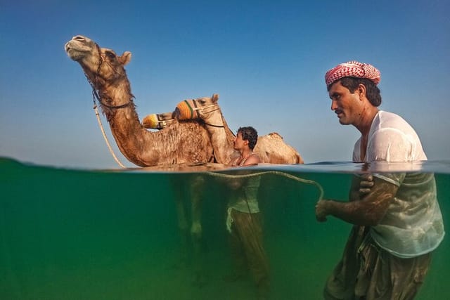 Swimming with Race Camels